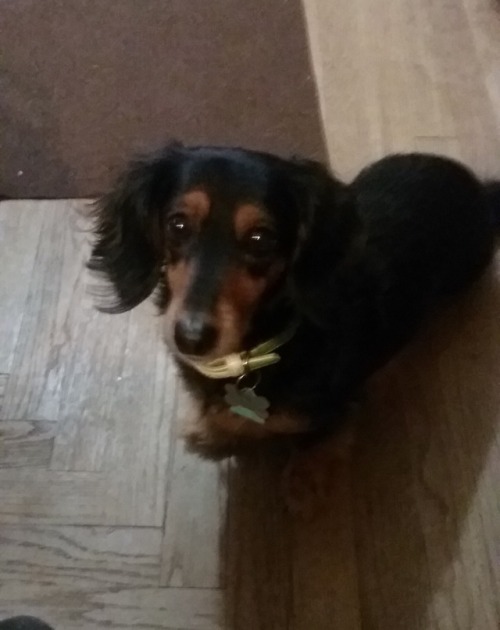 LOVE your blog :3 This is My little Elvis and I ❤️ He’s a 7 year old Dachshund and a total lov