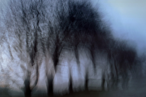 qwc:  bro ken trees by kenneth barker on flickr 
