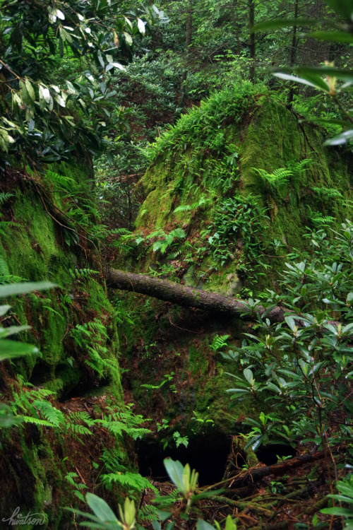 frolicingintheforest: Boulders covered in Rock Cap Ferns (Polypodium virginianum).