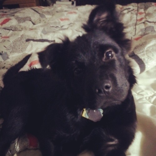 Mommie saiz when I mak dis face, she wants to buy meh tweats :3