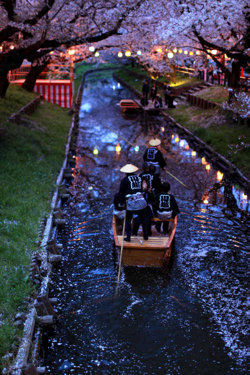 ourbedtimedreams:  KAWAGOE　sakura さくら by sunuq on Flickr.