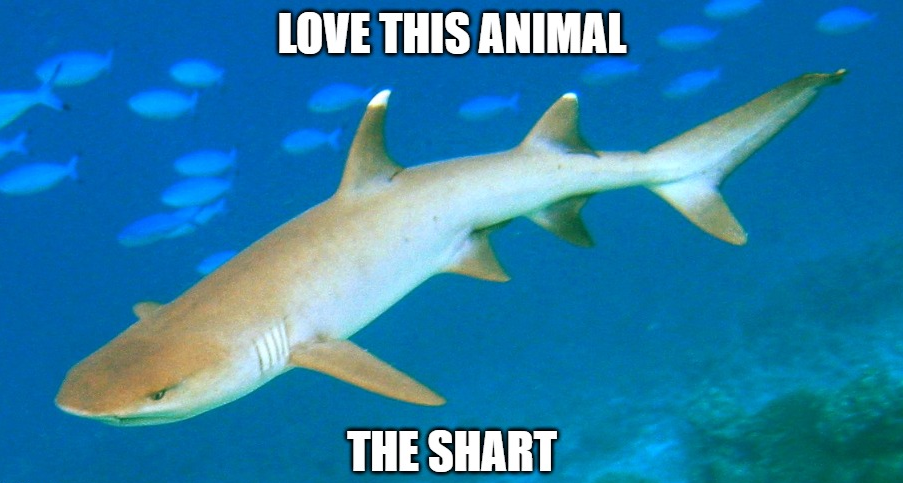 Meme: love this animal, the shart (shark)