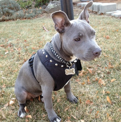 handsomedogs:  Ziva, my blue nose American bully. I am in absolute love with this pup.She follows me everywhere, stepping on my heels.