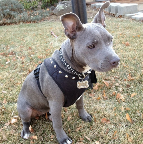 XXX handsomedogs:  Ziva, my blue nose American photo