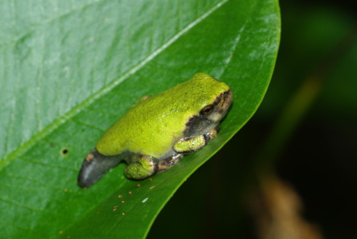 toadschooled: Tadpole and young froglet specimens of the eastern gray treefrog [Dryophytes versicolo