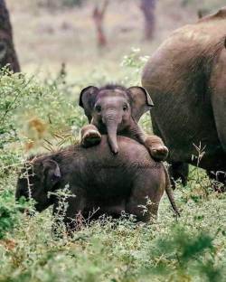everythingfox:  Photogenic baby elephant   🥺🥺😍
