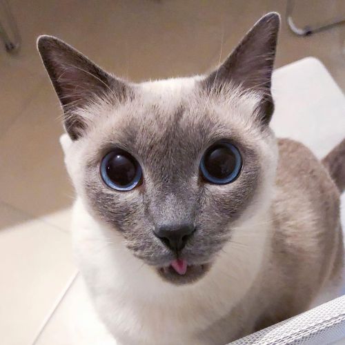 Did you say treats?happy Sunday friends. . . . . ✨ . #siamese #siamesecat #siamesecatofinstagram