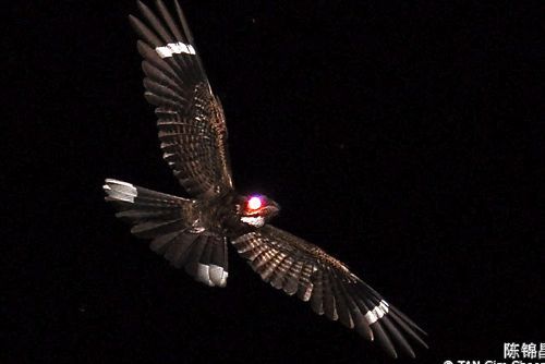 Let’s talk about Nightjars