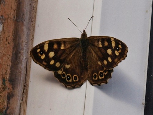 memorygirls:Speckled wood butterfly