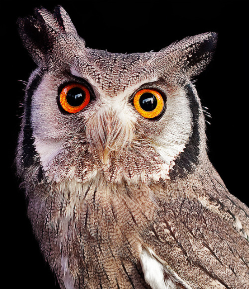 daily owls