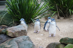 fckyeah-penguins:  That waddle! by goosmurf