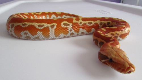 thlpp:  fattynoodles:  blurrysnakescales:  fattynoodles:  Jubilee from hatching until now! She&rsquo