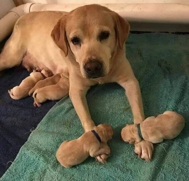 She didn't took off her paws, until they woke up ���