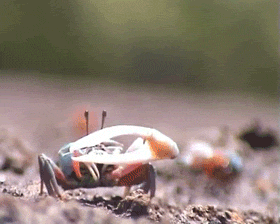 astronomy-to-zoology:Fiddler Crab SignallingFiddler crabs are a group of ocypodid crabs that make up