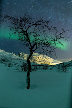 expressions-of-nature:  | Aurora Borealis