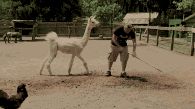gifsboom:Video: Angry llama hates the cleaning man.
