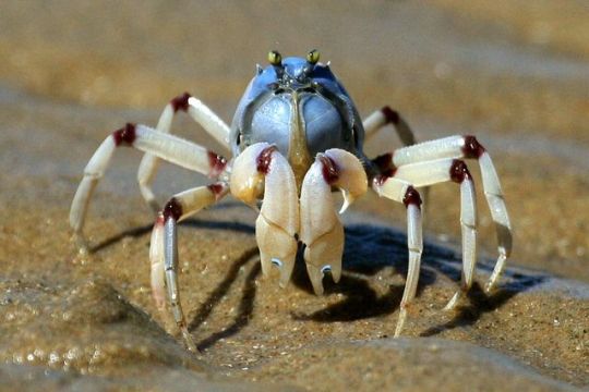 daily-crabbys:devotedgossamerwriter:daily-crabbys:Today&rsquo;s crab is: little