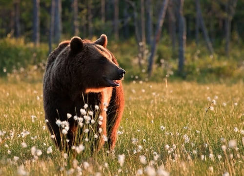 Porn photo vurtual: Wild Brown Bear(by Lauri Tammik)