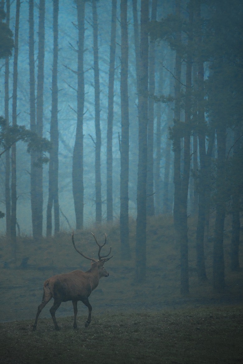 celtic-forest-faerie:  {Wanderer} by {Sim Muhely}