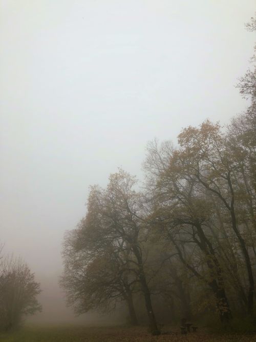  Foggy woods photo journal part X. Visegrad mountains, Hungary.Photo taken by me. 