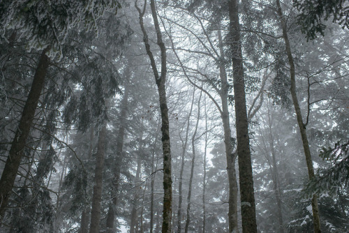 Faux airs de forêt tropicale by Samuel Raison