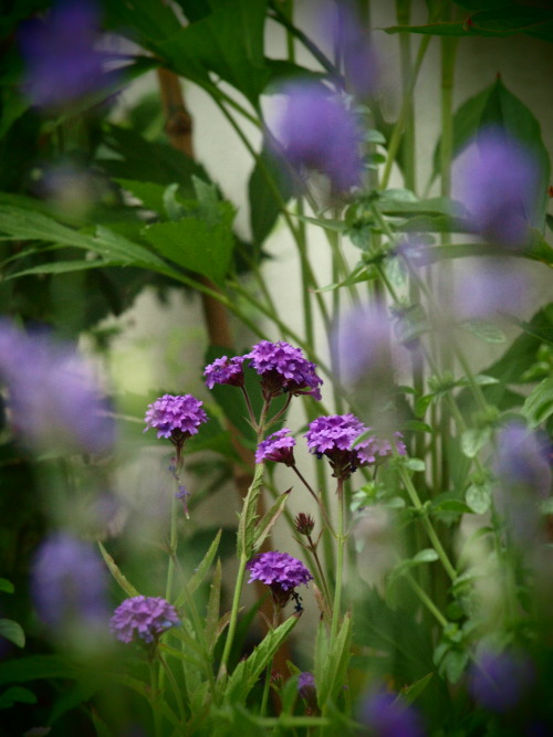 eljardinbogi: Verbena Rigida