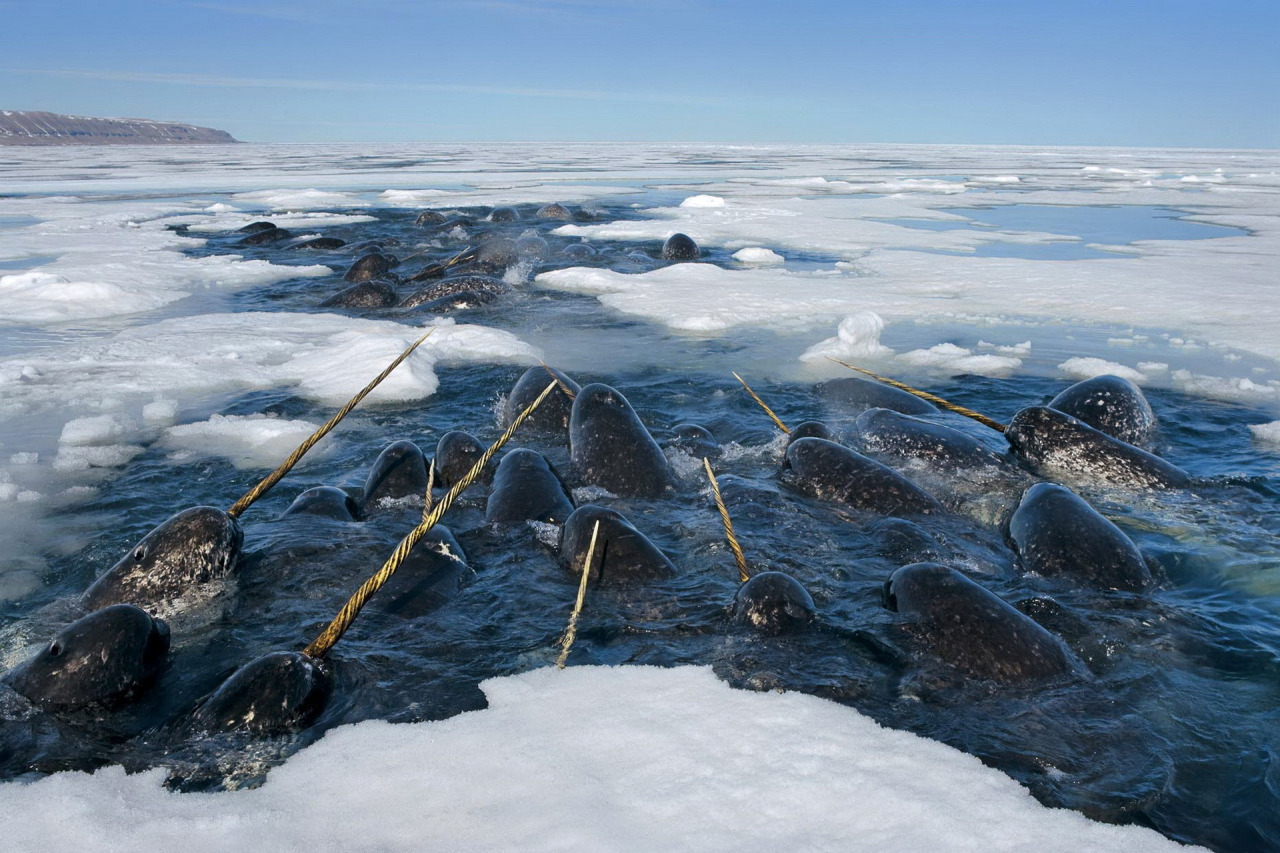 nubbsgalore:  photos by paul nicklen, who explains, “i have been traveling to