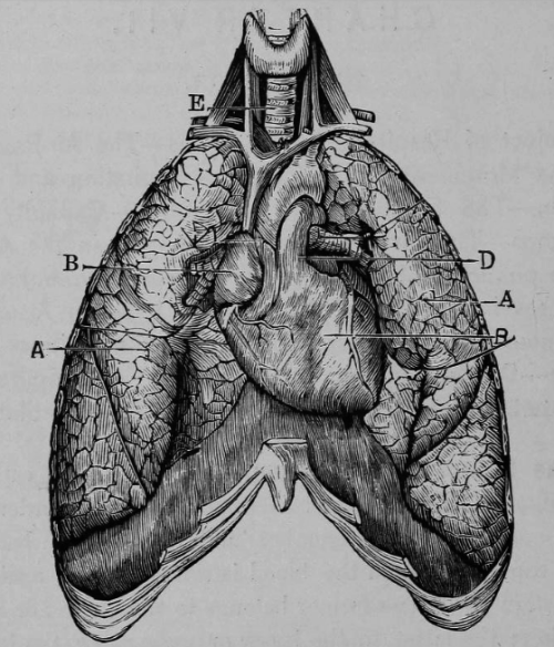 chaosophia218:  Joseph C. Hutchison - Anatomical Illustrations, “The Laws of Health”, 1884.