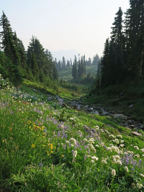 professor-buffalo:When visiting Paradise Meadows in Mount Rainier National Park, I find that the bes