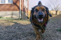 awwww-cute:  I work at a no kill shelter