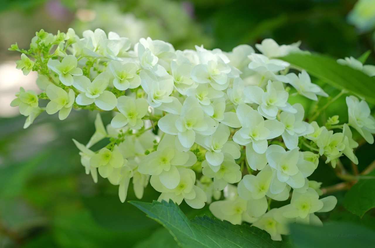 Uyamt S Memo 柏葉紫陽花 かしわばあじさい Hydrangea Quercifolia