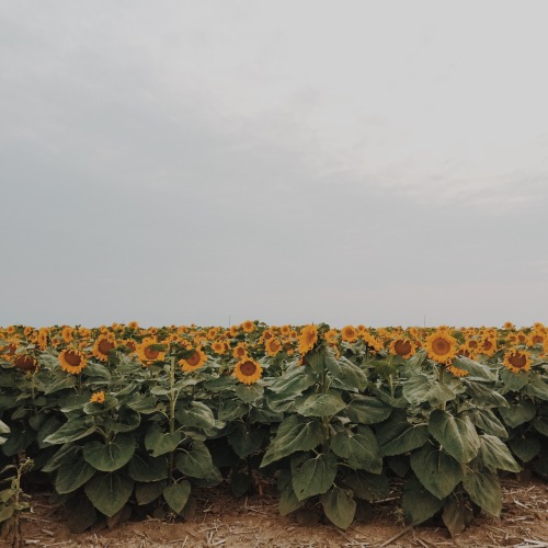 plaht: i woke up and it was raining but walking through this field of sunflowers somehow brightened 