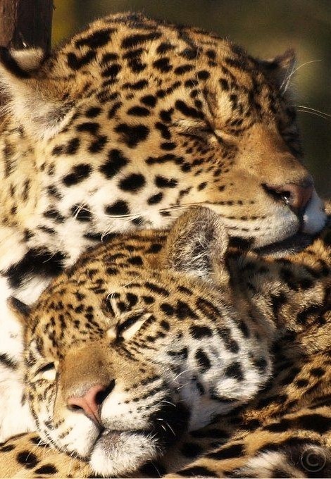 funkysafari:  Jaguar Lazy Days by Romeoliverpool