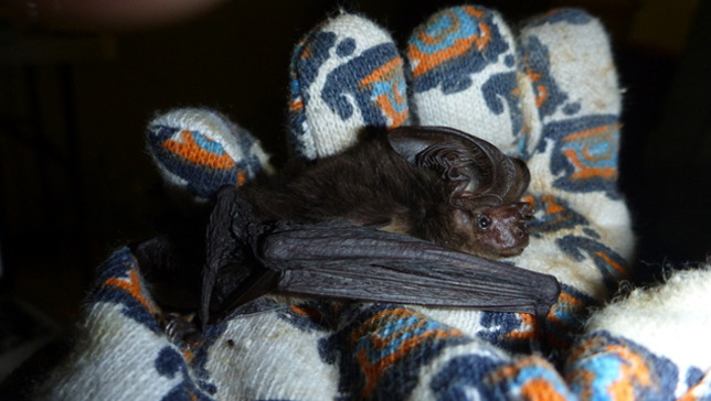 Extinct bat rediscovered after 120 years without a sighting
A bat species thought to be long extinct has been caught by researchers in Papua New Guinea, over a century after the first and only specimens were collected.