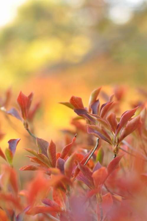 Autumn in Japan