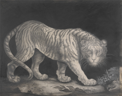 A Prowling Tiger, Elizabeth Pringle, circa 1800.