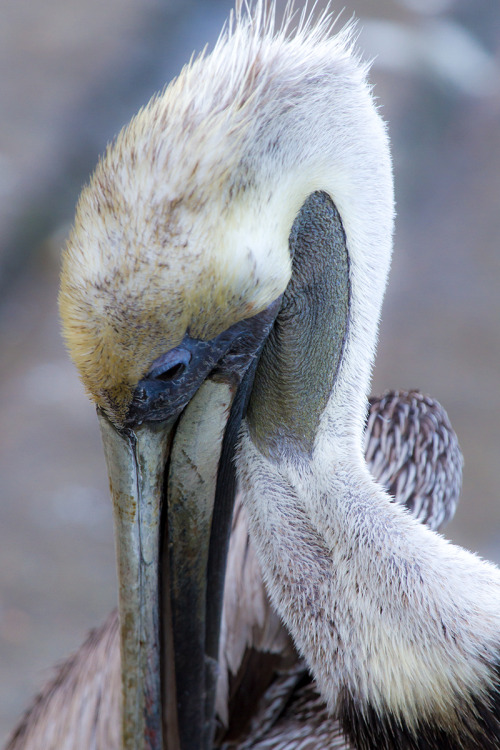 nemertea:Brown Pelicans (Pelecanus occidentalis)