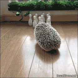 Hedgehog bowling!