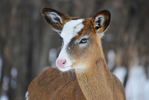 end0skeletal:Piebald Deer byElizabeth Nemmers