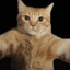 daisy-cat88