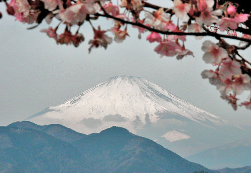 XXX kara-meru:  floralls:  Flowers & Fuji photo