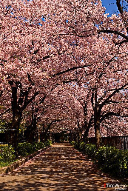 daddiekyle:  vicloud:For this reason I love Japon @deafkinkygirl.. i know you love