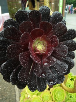 thekudzuring: An aeonium on a rainy day.