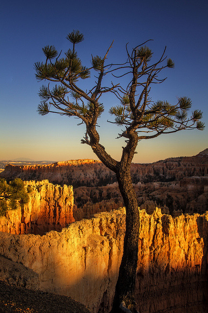 dranilj1:  tree - Sunset Point - Bryce Canyon - 10-17-13 01 by Tucapel on Flickr. 