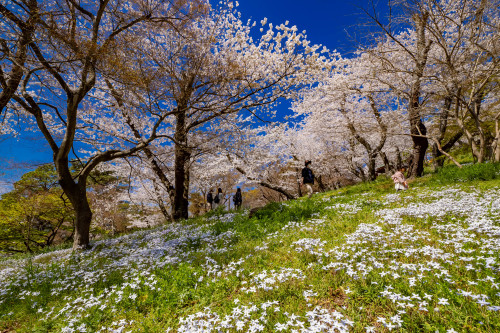 お花見日和