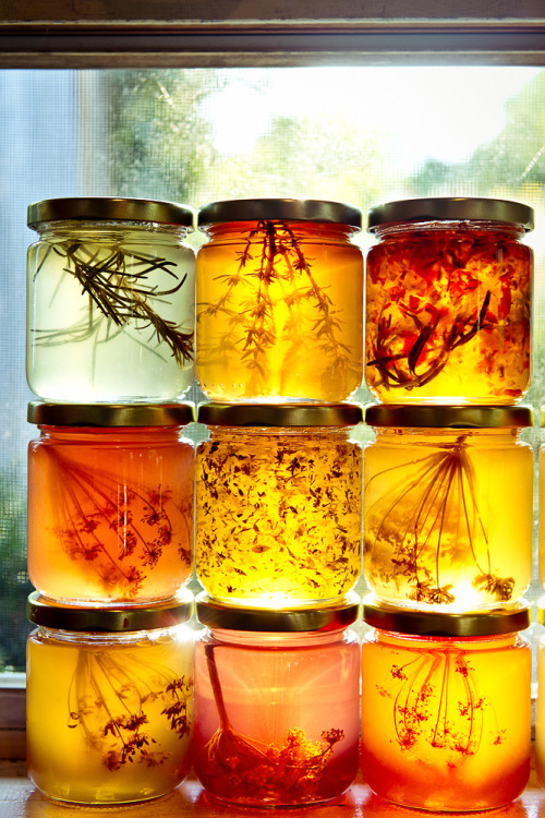 jaagutidrik:Honey infused with herbs