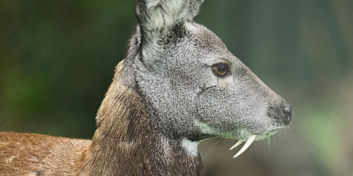 strangebiology:ALL* the fanged deer species*except some of these have multiple species thereinWater 