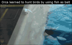 donwhitetigertales:  SMART —  #DonWhiteTigerTales