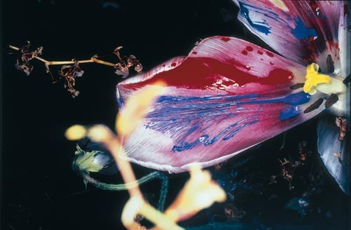 raveneuse:  Nobuyoshi Araki