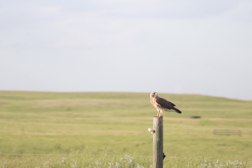 Swainson’s hawk 